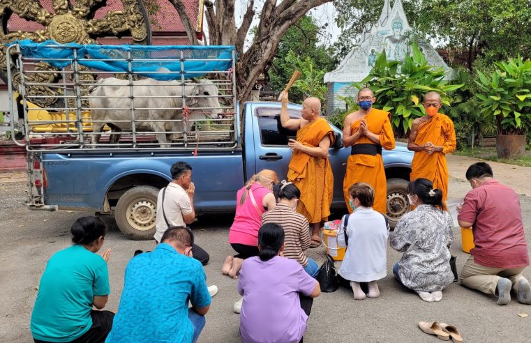 คนใจบุญไถ่ชีวิตวัวท้อง 5 เดือนถวายวัดคอหวยไม่พลาดส่องทะเบียนรถ