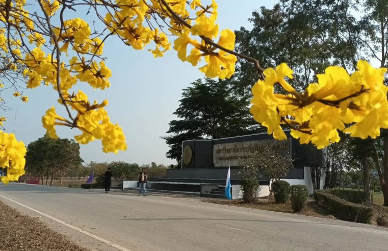 ชมดอกเหลืองเชียงรายบานสะพรั่งที่พิษณุโลก
