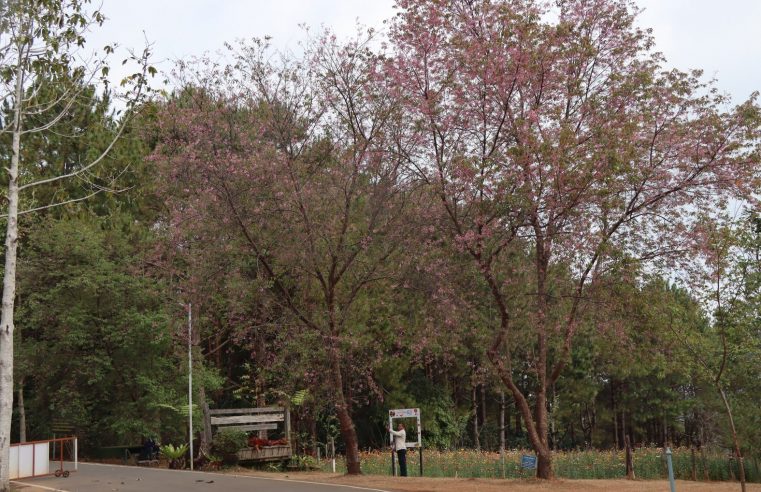 โค้งสุดท้ายชมดอกนางพญาเสือโคร่งบนโครงการพระราชดำริภูหินร่องกล้า