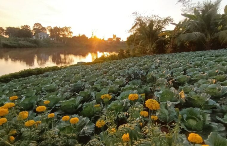 ชวนแต่งผ้าไทยชมวิถีชีวิตชุมชนวังส้มซ่าถ่ายรูปกับแปลงปลูกกะหล่ำ