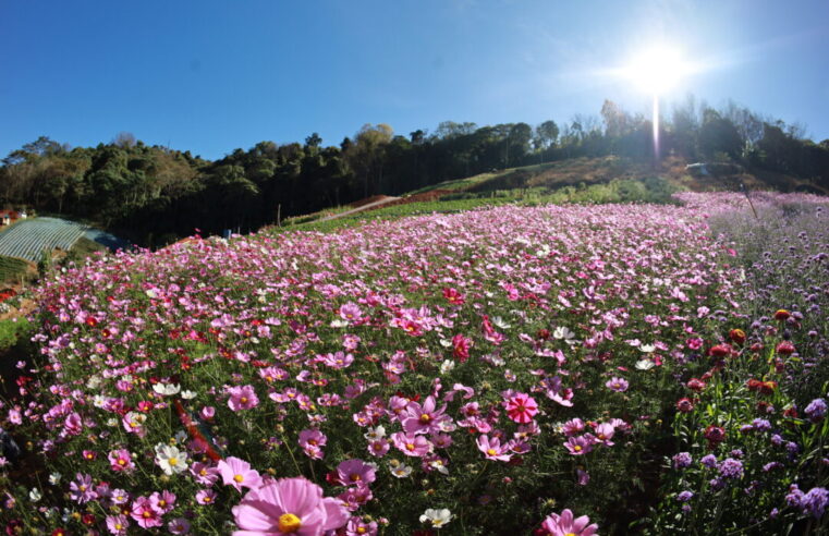 หนาวนี้ชมทุ่งดอกไม้หลากสีสันที่บ้านใหม่ร่องกล้า