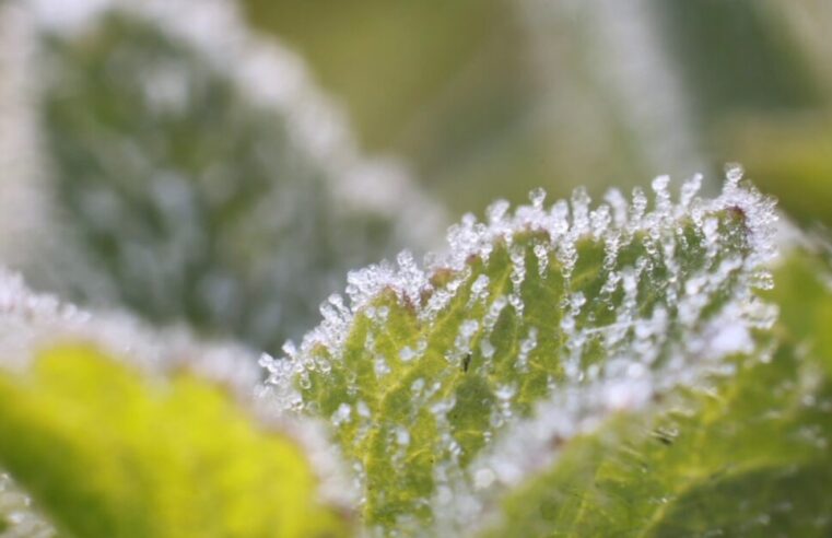 เกิดแม่คะนิ้งที่บ้านใหม่ร่องกล้าเมืองสองแควรอบที่สาม