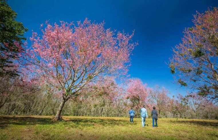 ดอกนางพญาเสือโคร่งบานกว่า 40 % นักท่องเที่ยวแห่ชมตั้งแต่รุ่งสาง