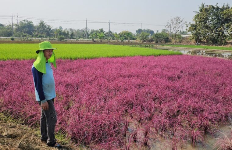เช็คอินได้แล้ว นาข้าวสีชมพู “พิงค์เลดี้” หวานแหว๋วรับเทศกาลวาเลนไทน์