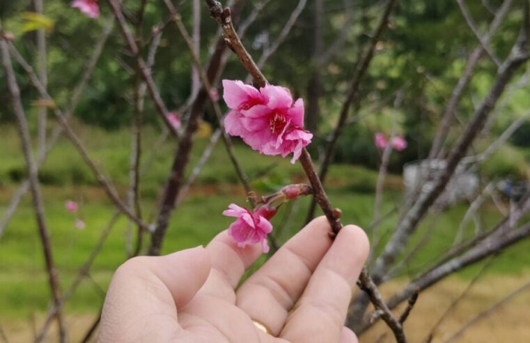 หนาวแล้วซากุระญี่ปุ่นที่ร่องกล้าบานครั้งแรกของปี