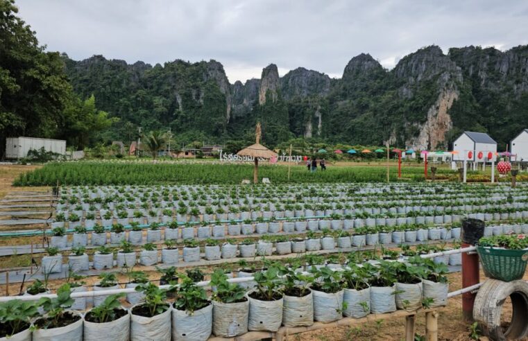 เนินมะปรางคึกคักรับนักท่องเที่ยวแห่สัมผัสอากาศหนาว