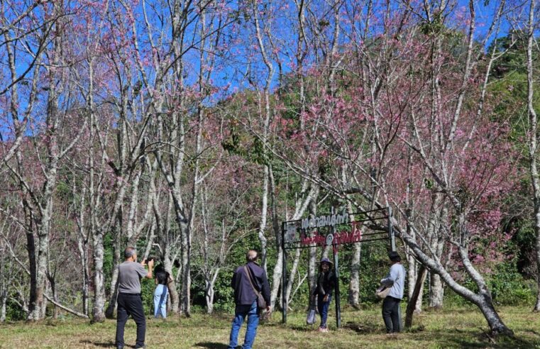 ภูหินร่องกล้าเตรียมงดรถ นทท.ขึ้นภูลมโลหลังบานแล้วกว่า 40 %