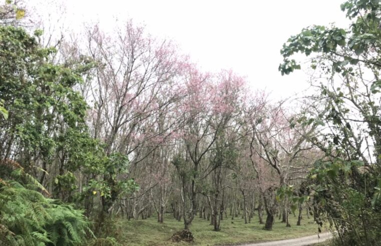 บานแล้วดอกนางพญาเสือโคร่งบนยอดเขาภูลมโลผลิดอกเร็วกว่าทุกปี