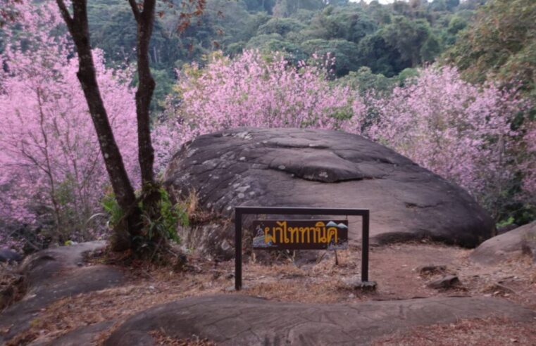 พลาดไม่ได้! นางพญาเสือโคร่งภูหินร่องกล้าบานเต็มพื้นที่ มุมถ่ายรูปเพียบ