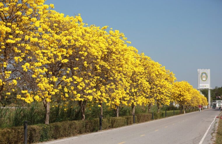 ดอกเหลืองเชียงรายบานสวยสดที่ มรพส.